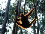 Un orangután entre dos árboles