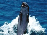 Un simpático delfín en el mar