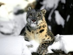 Leopardo de las nieves relajado