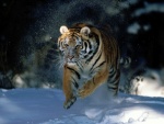 Gran tigre siberiano corriendo en la nieve