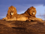 Dos leones africanos tumbados sobre una gran roca