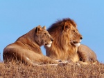 León y leona sobre la hierba seca