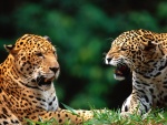 Dos jaguares sobre la hierba