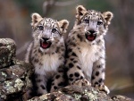 Dos simpáticos cachorros de leopardo de las nieves