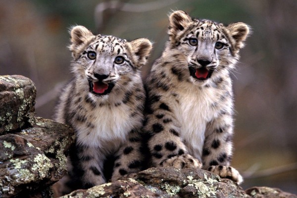 Dos simpáticos cachorros de leopardo de las nieves