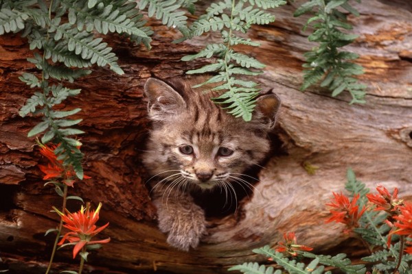 Un pequeño gato montés en el hueco de un tronco