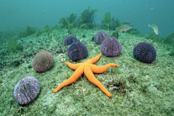 Una estrella de mar y erizos en el fondo marino