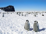 Jóvenes pingüinos emperador en la Antártida