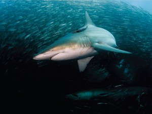 Banco de peces entre grandes tiburones