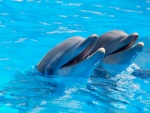 Dos simpáticos delfines mostrando sus pequeños dientes