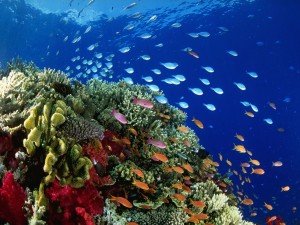 Pequeños peces de colores junto al arrecife de coral