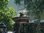 Un pájaro jugando con el agua de una fuente