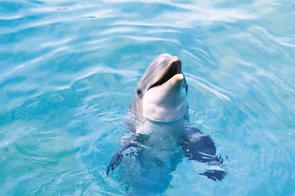 Un bonito delfín sacando la cabeza del agua