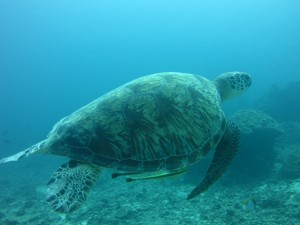 Postal: Tortuga marina nadando