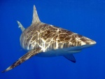 Tiburón de Galápagos (Carcharhinus galapagensis)