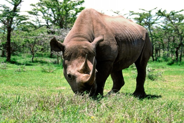Un rinoceronte negro sobre la hierba