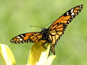 Mariposa monarca sobre el pétalo de una flor amarilla