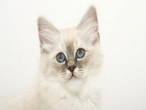 Un bonito gato blanco con ojos azules