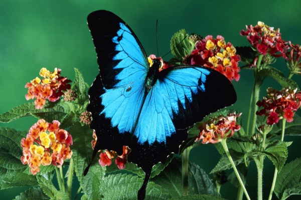 Una mariposa azul y negra sobre las flores