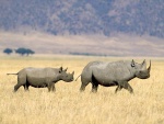 Dos rinocerontes negros caminando por la sabana