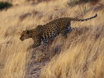 Un leopardo caminando con sigilo