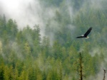 Águila volando sobre el bosque