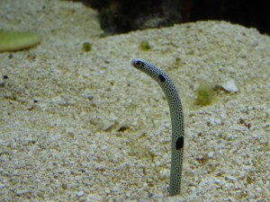 Un espécimen marino saliendo de las piedras