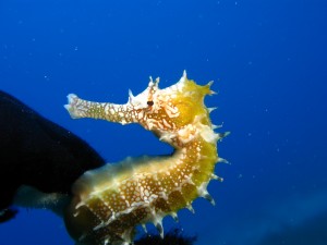 Caballito de mar (Hippocampus jayakari)