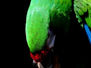Postal: Loro de plumas verdes