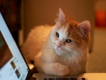 Gato observando la pantalla del ordenador