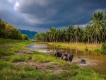 Búfalos cruzando un río en el sudeste asiático