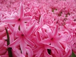 Flores de jacinto rosadas