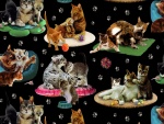 Gran variedad de gatos en sus alfombras