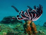 Animal marino en el fondo del océano