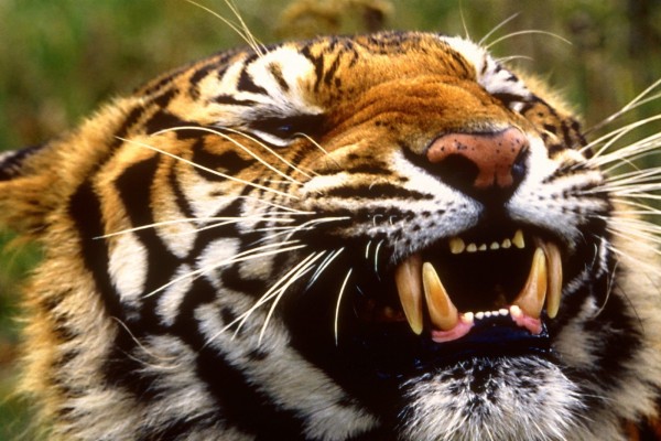 Gruesos colmillos de un tigre de Bengala