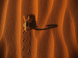 Postal: Un escorpión caminando por la arena
