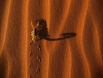 Un escorpión caminando por la arena