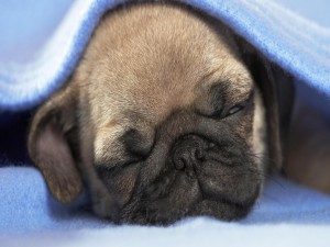 Un perro dormido bajo la manta