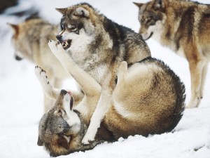 Postal: Pelea de lobos sobre la nieve