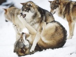 Pelea de lobos sobre la nieve