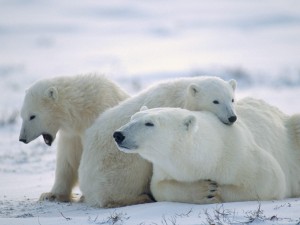 Osos polares relajados sobre la nieve