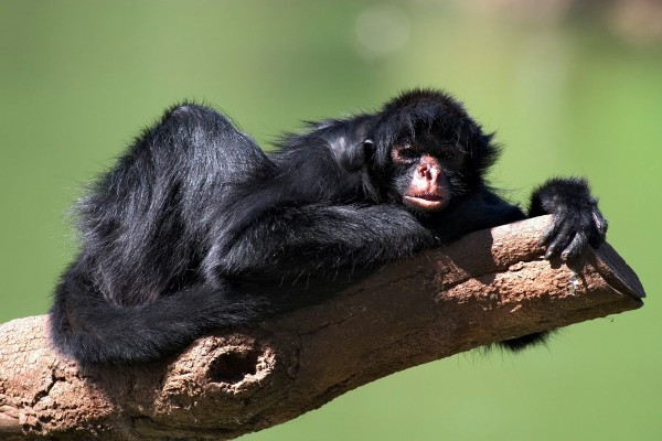 Mono araña tumbado en un tronco