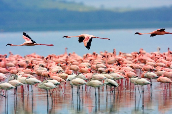 Flamencos en el lago Nakuru (Kenia)