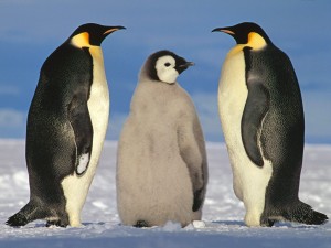 Un joven pingüino emperador entre dos adultos