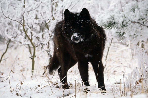 Un lobo negro con nieve en el hocico