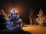 Un árbol de Navidad iluminado en el bosque
