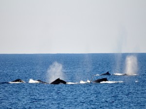 Ballenas viajando por el océano
