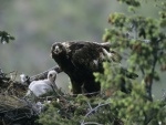 Águila dando comida a su polluelo