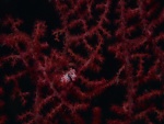 Caballito de mar pigmeo en una muricella roja
