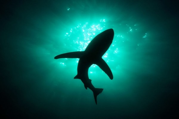 Tiburón en la superficie del océano